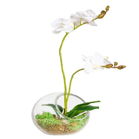 半圆形玻璃瓶水培植物台藓微景观生态瓶多肉植物创意礼品摆件定制