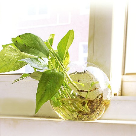 透明玻璃瓶简约水培鱼缸圆形客厅金鱼缸迷你家用小型桌面摆件定制